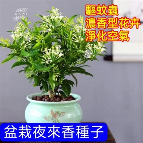 夜來香種植盆栽|夜來香